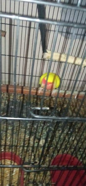 lovebirds breeder pair+baby 1