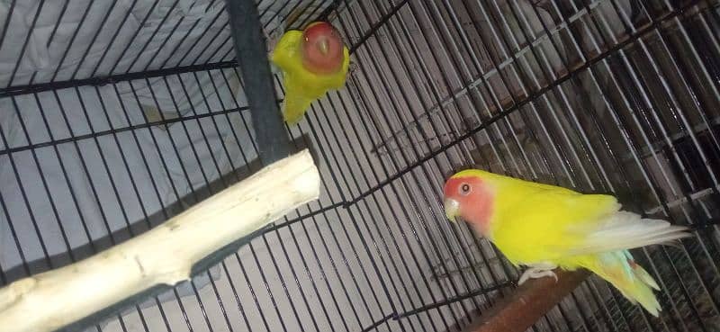 lovebirds breeder pair+baby 2