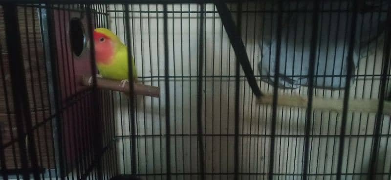 lovebirds breeder pair+baby 3