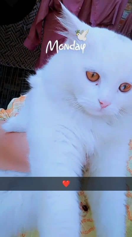 Persian Cat thripple coated ma ha Fully vaccinated ha 1