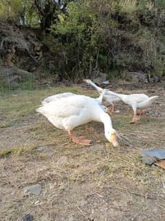 Long neck White Ducks For sale