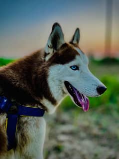 siberian huskey