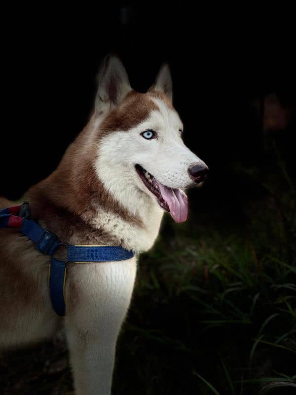 siberian huskey 1