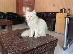 Persian Male Cat