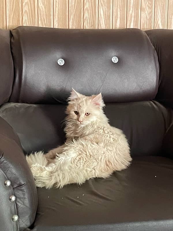 Persian Male Cat 1