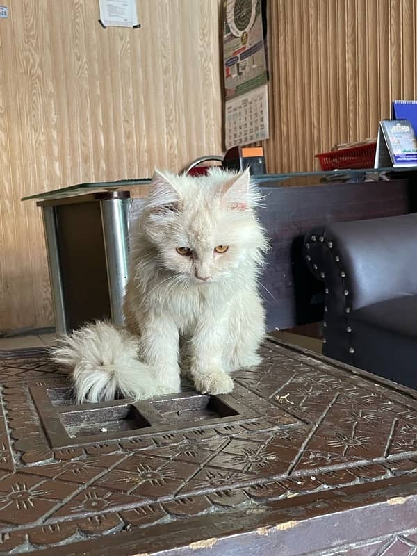 Persian Male Cat 2