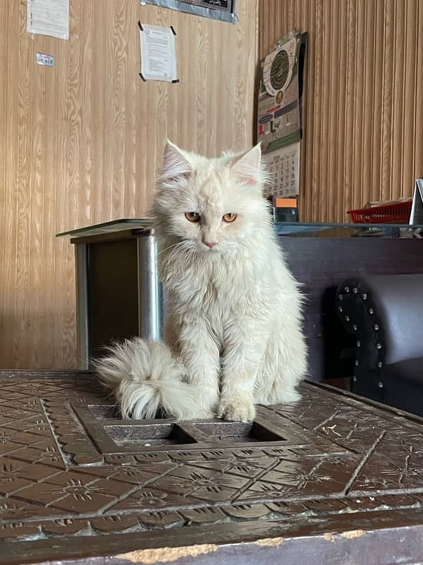 Persian Male Cat 3