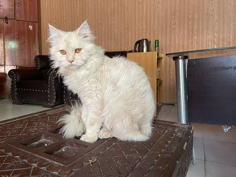 Persian Male Cat 4