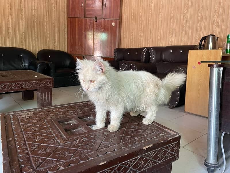 Persian Male Cat 5