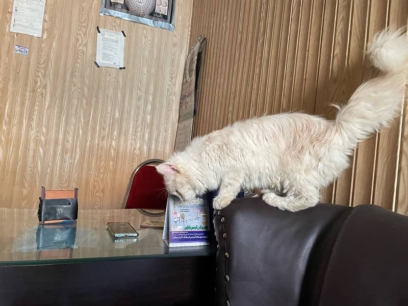 Persian Male Cat 6