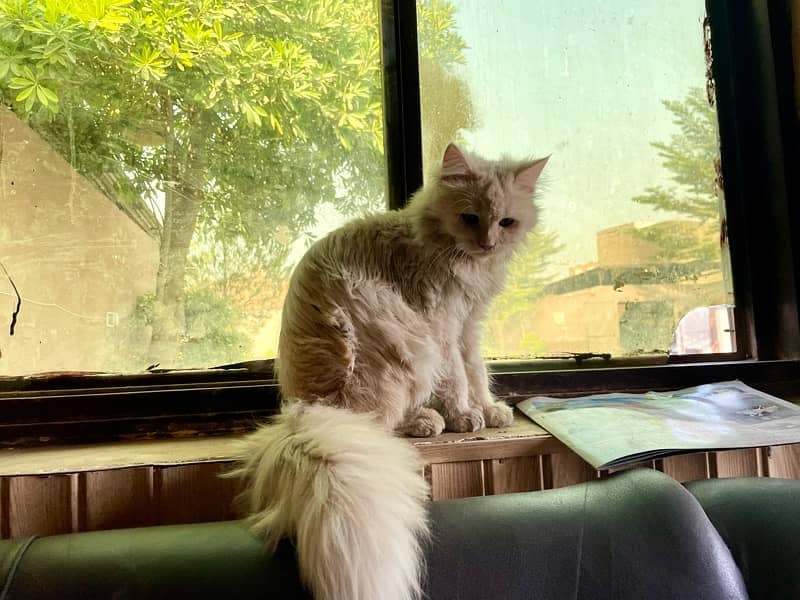 Persian Male Cat 7