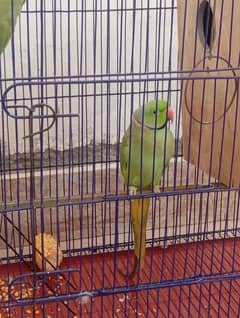 Green Parrot | سبز طوتے پہاڑی 0