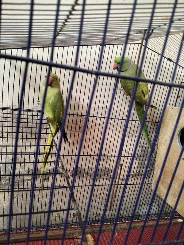 Green Parrot | سبز طوتے پہاڑی 1