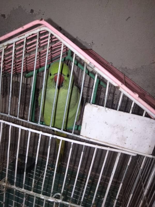 Green Parrot | سبز طوتے پہاڑی 3