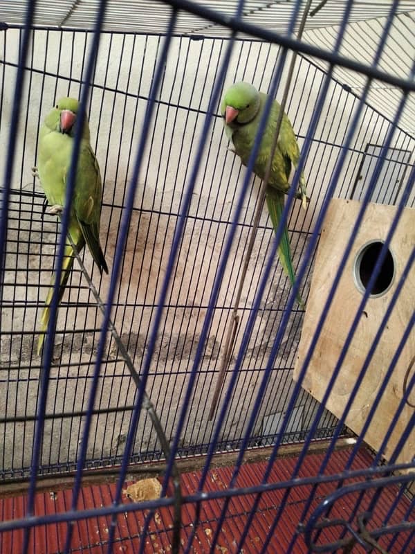 Green Parrot | سبز طوتے پہاڑی 4