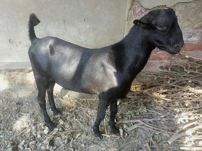 Bakra For Sell 1