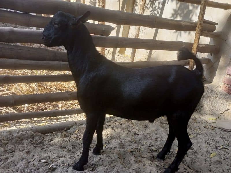 Bakra For Sell 2