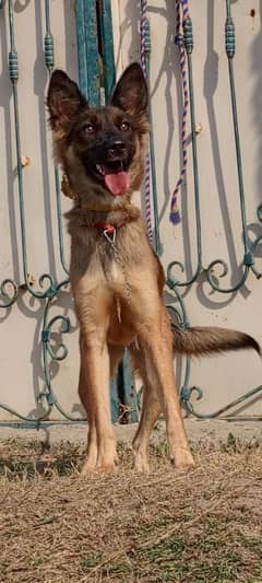 Alsatian female 8 month for sale 0