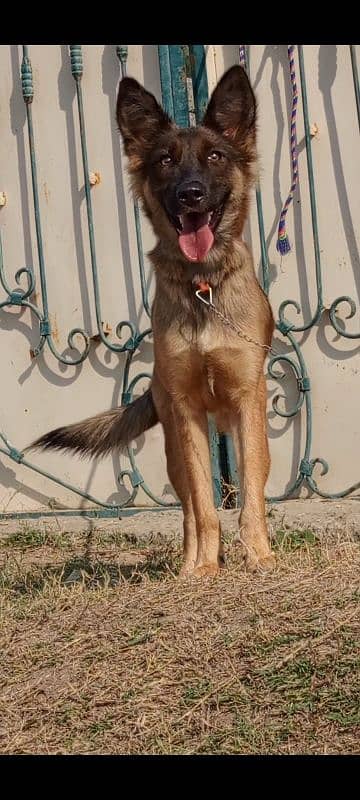 Alsatian female 8 month for sale 1