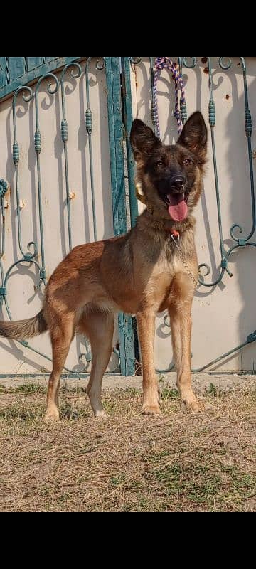 Alsatian female 8 month for sale 2