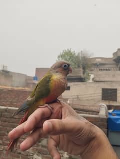 Hand tame pineapple conure