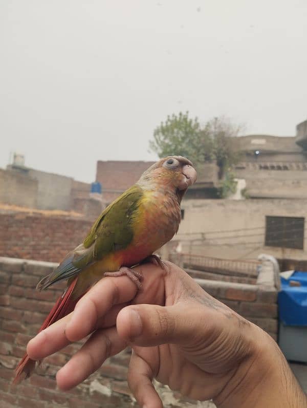 Hand tame pineapple conure 1