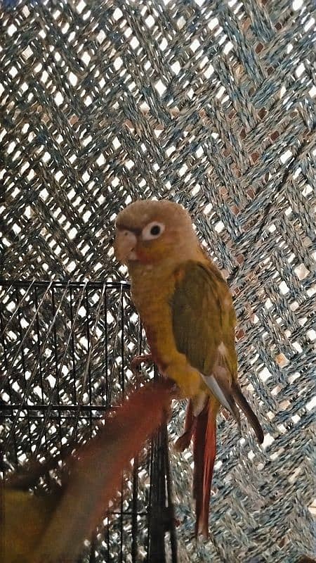 Hand tame pineapple conure 2