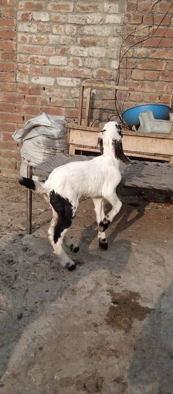 pour makhi cheenay kids for sale male or female 6