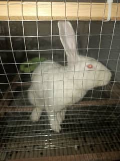 New Zealand White Male Rabbit for Sale