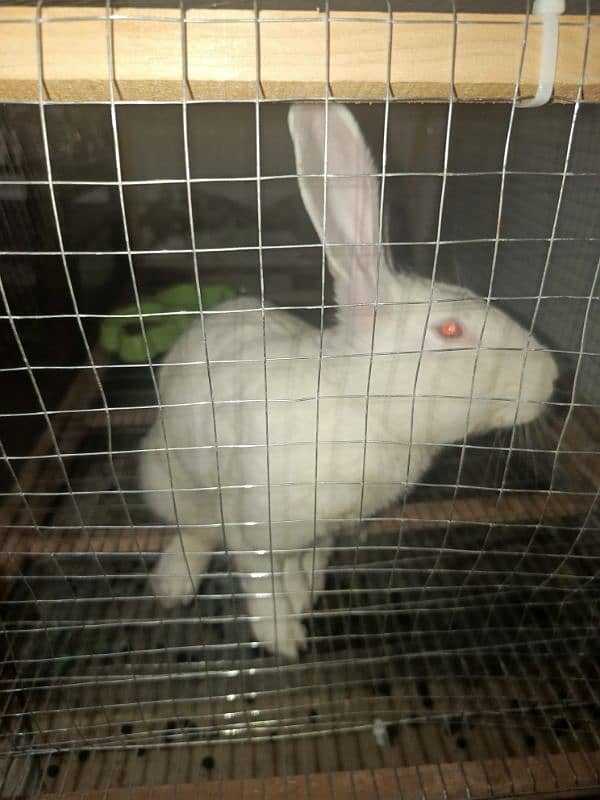 New Zealand White Male Rabbit for Sale 0