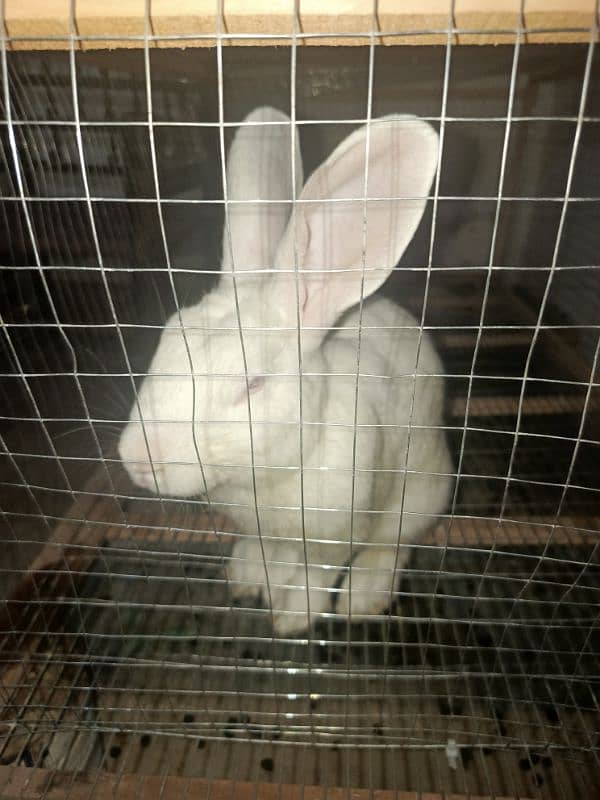 New Zealand White Male Rabbit for Sale 1