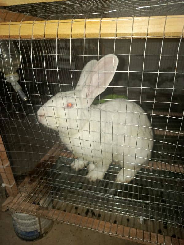 New Zealand White Male Rabbit for Sale 2