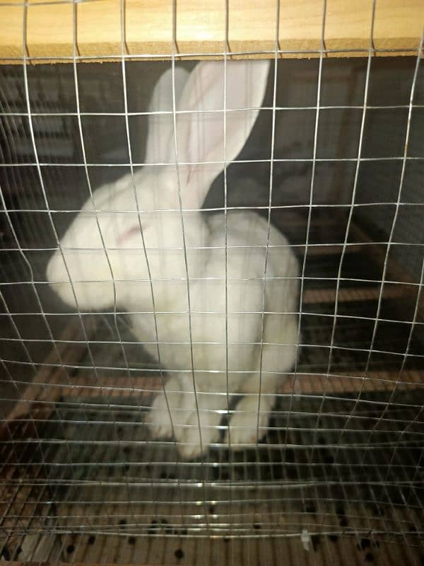 New Zealand White Male Rabbit for Sale 3