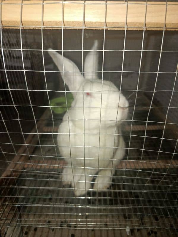 New Zealand White Male Rabbit for Sale 4