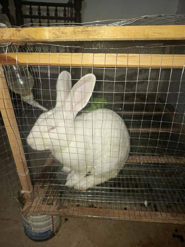 New Zealand White Male Rabbit for Sale 5