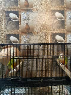 Pineapple conur parrot pair  for sale !  Fresh pair ,Age 4 months 0