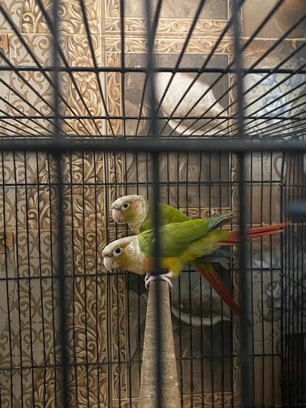 Pineapple conur parrot pair  for sale !  Fresh pair ,Age 4 months 1