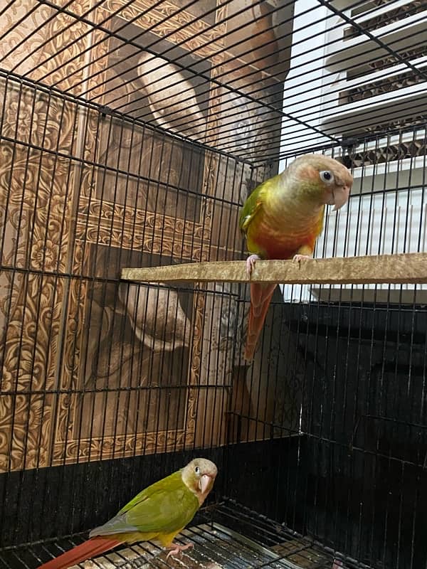 Pineapple conur parrot pair  for sale !  Fresh pair ,Age 4 months 2