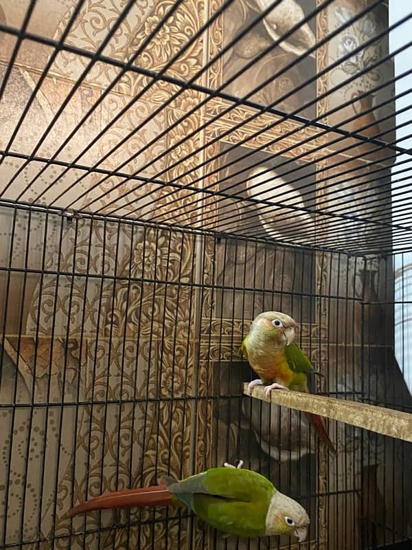 Pineapple conur parrot pair  for sale !  Fresh pair ,Age 4 months 3