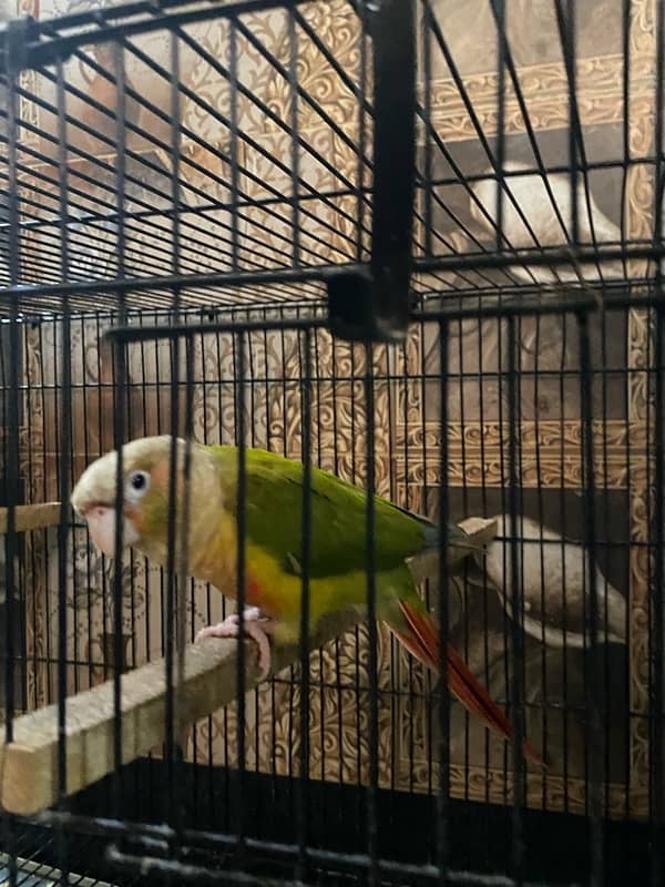 Pineapple conur parrot pair  for sale !  Fresh pair ,Age 4 months 4