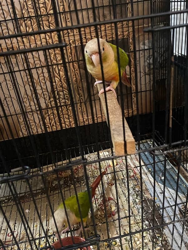 Pineapple conur parrot pair  for sale !  Fresh pair ,Age 4 months 5