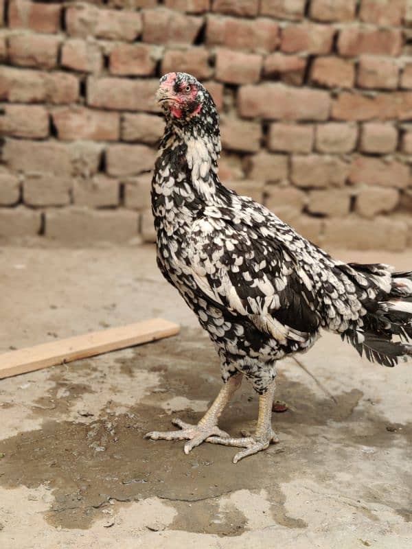 Aseel breeder Pair Available 4