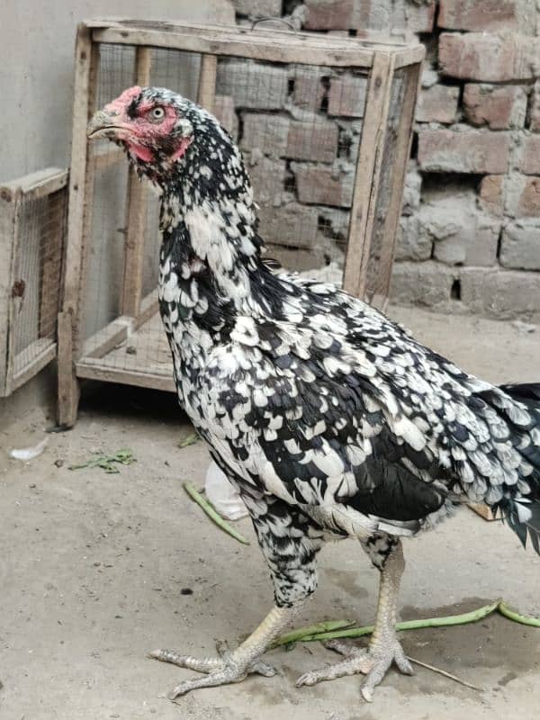 Aseel breeder Pair Available 5