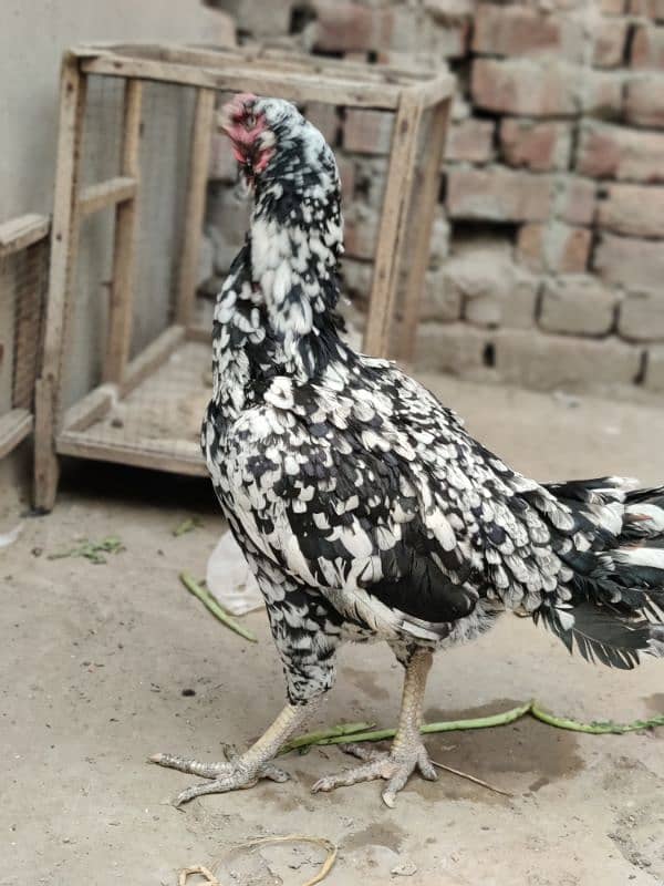 Aseel breeder Pair Available 7