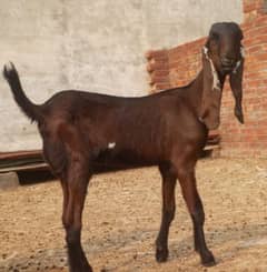 2 Nagra female goats for sale