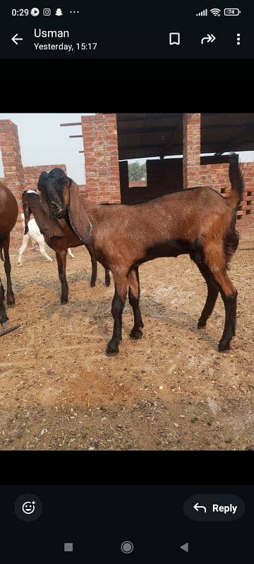 2 Nagra female goats for sale 1