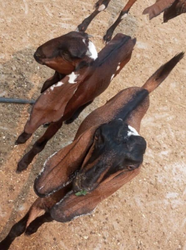 2 Nagra female goats for sale 2