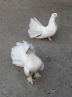 lakka pigeon for sale location Talagang  contact no. 03013138841