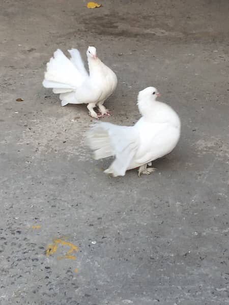 lakka pigeon for sale location Talagang  contact no. 03013138841 1