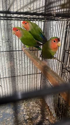 Red Headed Lovebird